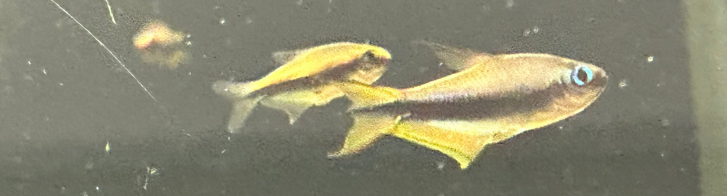 Emperor Tetra (.75-1”)