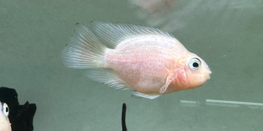 White Pink/Orange Hue Parrot (2”)