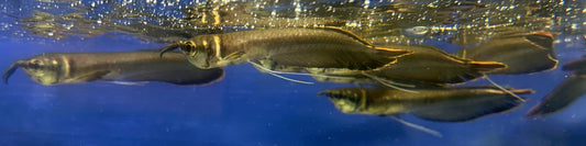 Black Arowana (3”)