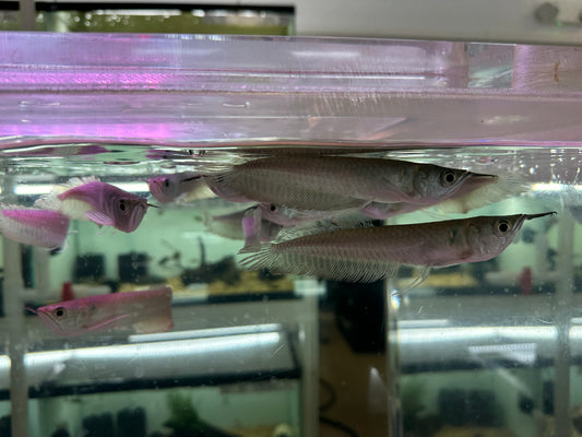 Silver Arowana (5”+)