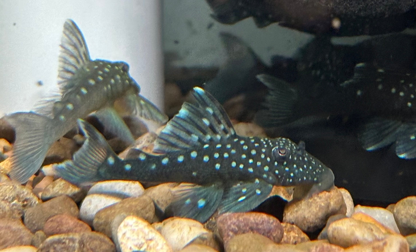 L128 Blue Phantom Pleco (1.75-2”)