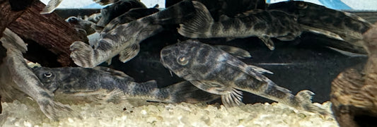 L127 False Zebra Pleco (1.5-2”)