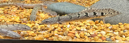 Delhezi Polypterus (3”)