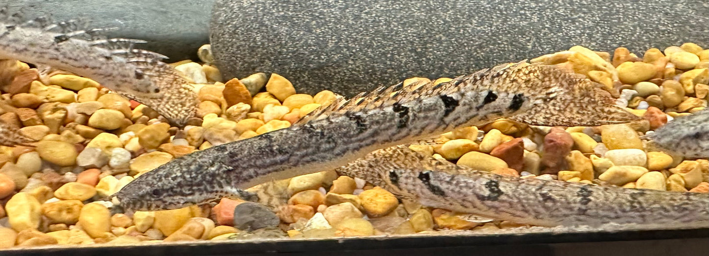 Delhezi Polypterus (3”)