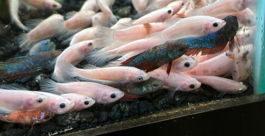 Female Betta (2”)