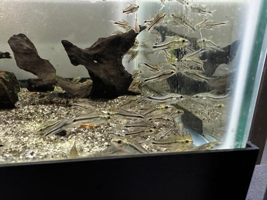 Pygmy Cory (.75-1”)