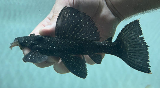 XL L240 Vampire Pleco (5-6”+)