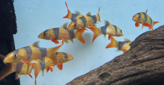 Clown Loach (2.5”+)