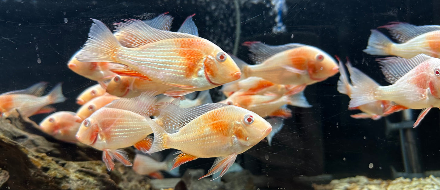 XL Albino Heckelii Geophagus (4”)