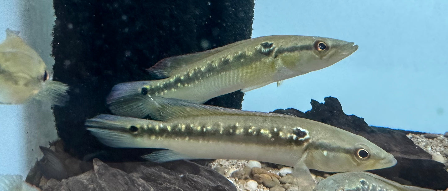 Ringtail Pike Cichlid (5”)