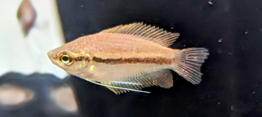 Honey Gourami (1.25”)