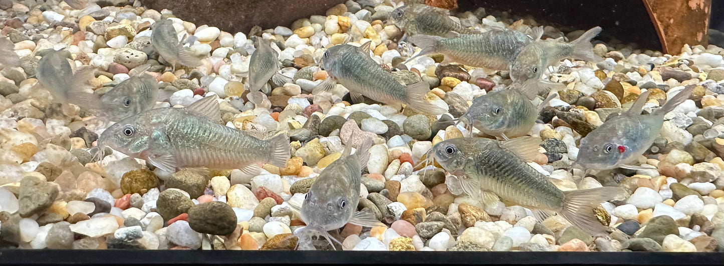 XL Bronze Cory (2”)