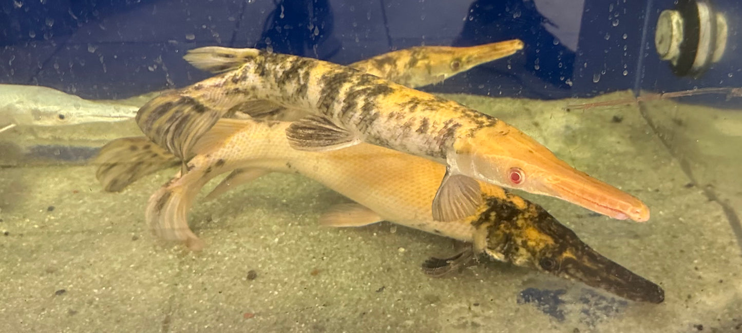 Marble Albino Alligator Gar (14-16”)