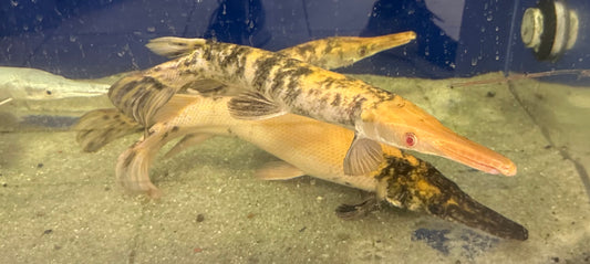 Marble Albino Alligator Gar (14-16”)