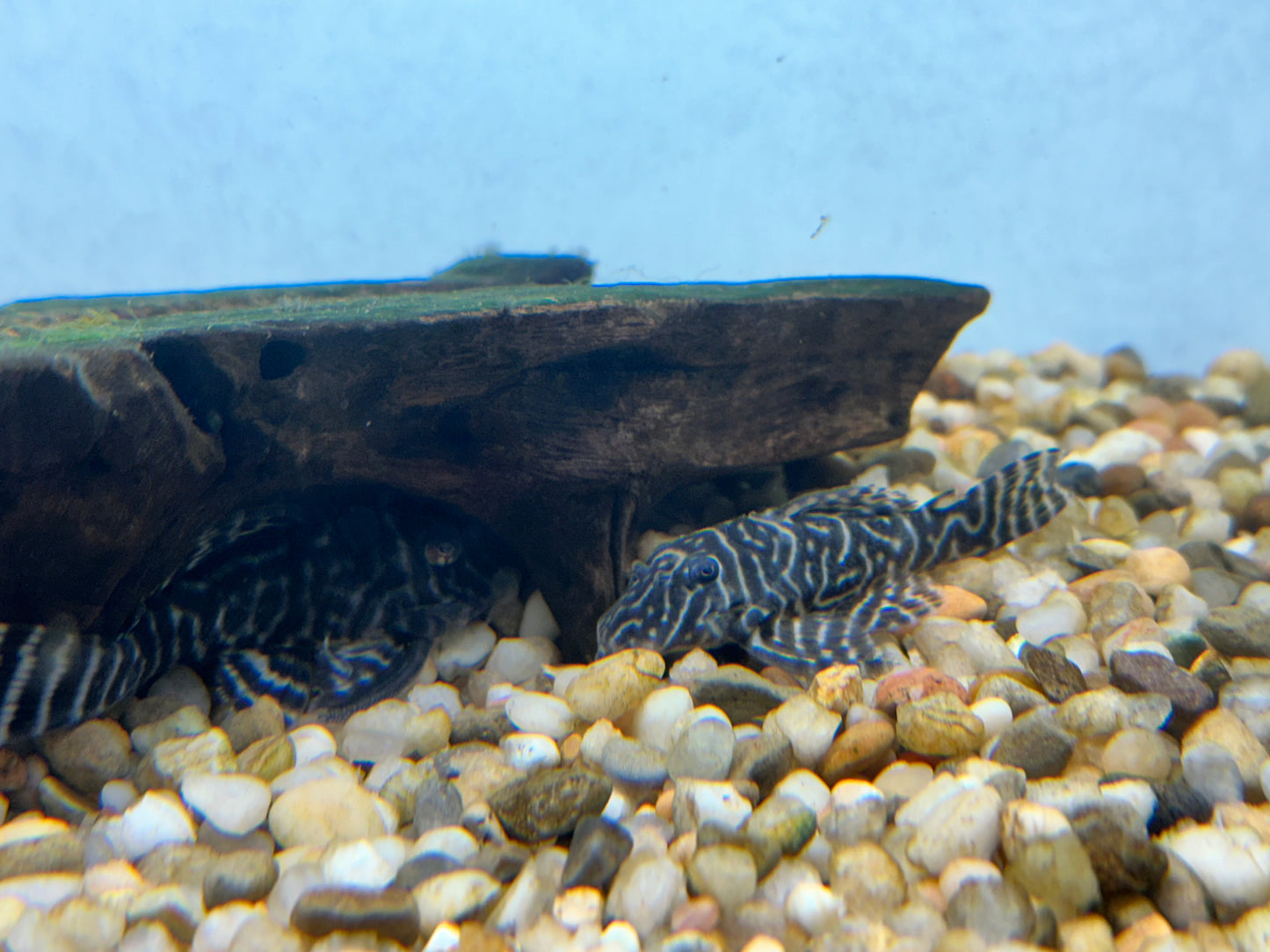 L340 Mega Clown Pleco (2.5-3”)