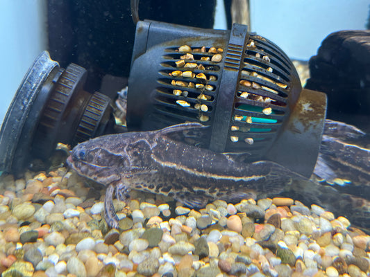 False Jaguar Catfish (3”+)